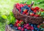 Subsector de berries genera más de 500 mil empleos directos en 22 estados de México