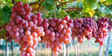 Crisis logística causa que temporada de uva de mesa fuera una de las más difíciles para la industria